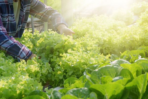 Bursa’da Sebze Üretiminde Üretim ve Stok Takip Sistemleri